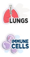 lungs and immune cells