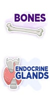 bones and endocrine glands