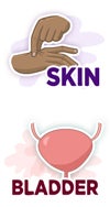 skin and bladder
