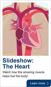 Slideshow: the heart