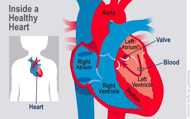 Diagram shows the inside of a healthy heart. There is no opening in the septum between the atria. Oxygenated blood flows to the body.