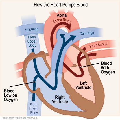 Illustration: How the heart pumps blood