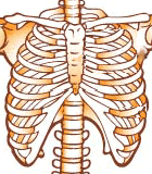 Bones Skeleton Ribs
