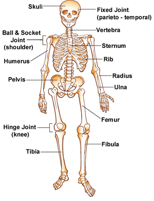 Bones Skeleton