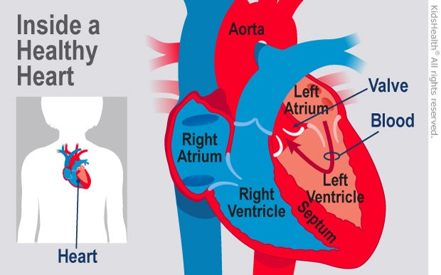 Illustration: Healthy Heart