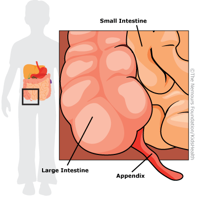 The appendix is a small, finger-shaped tube connected to the large intestine. It is in the lower belly, near where the large and small intestines join up.