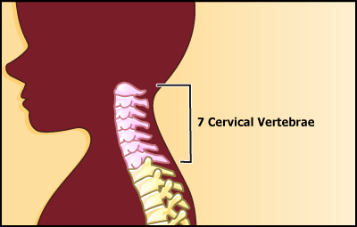 cervical_Spine
