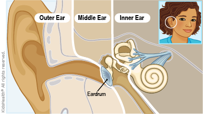 Diagram of the ear showing the eardrum. Tympanoplasty is surgery to repair a hole in the eardrum, as described in the article.