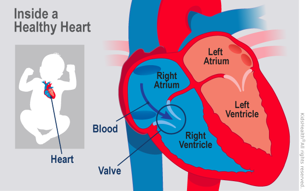 illustration: healthy heart