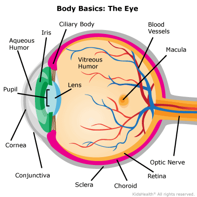 Diagram of the parts of the human eye