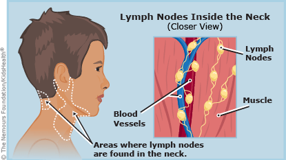 lymph nodes in neck illustration