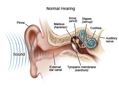Normal Ear diagram