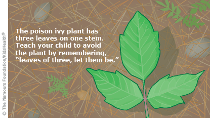 The poison ivy plant has three leaves on one stem. Teach your kids to avoid the plant by remembering, leaves of three, let them be.