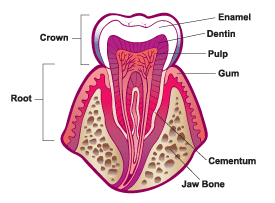 Tooth Illustration