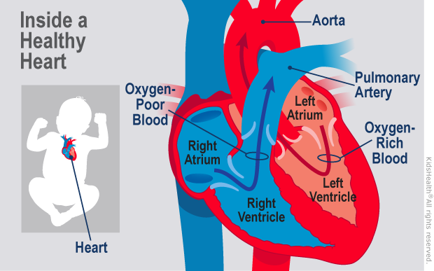 healthy heart illustration