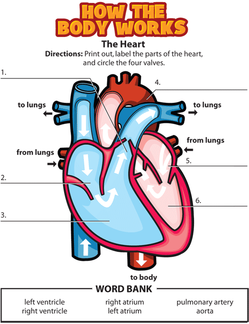Heart Activity. This page was designed to be printed. We are working on creating an accessible version.