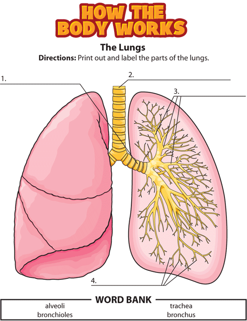 HTBW lungs GIF. This page was designed to be printed. We are working on creating an accessible version.