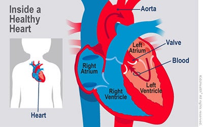 The parts of the heart fall into three broad categories: Chambers, valves and the heart wall.