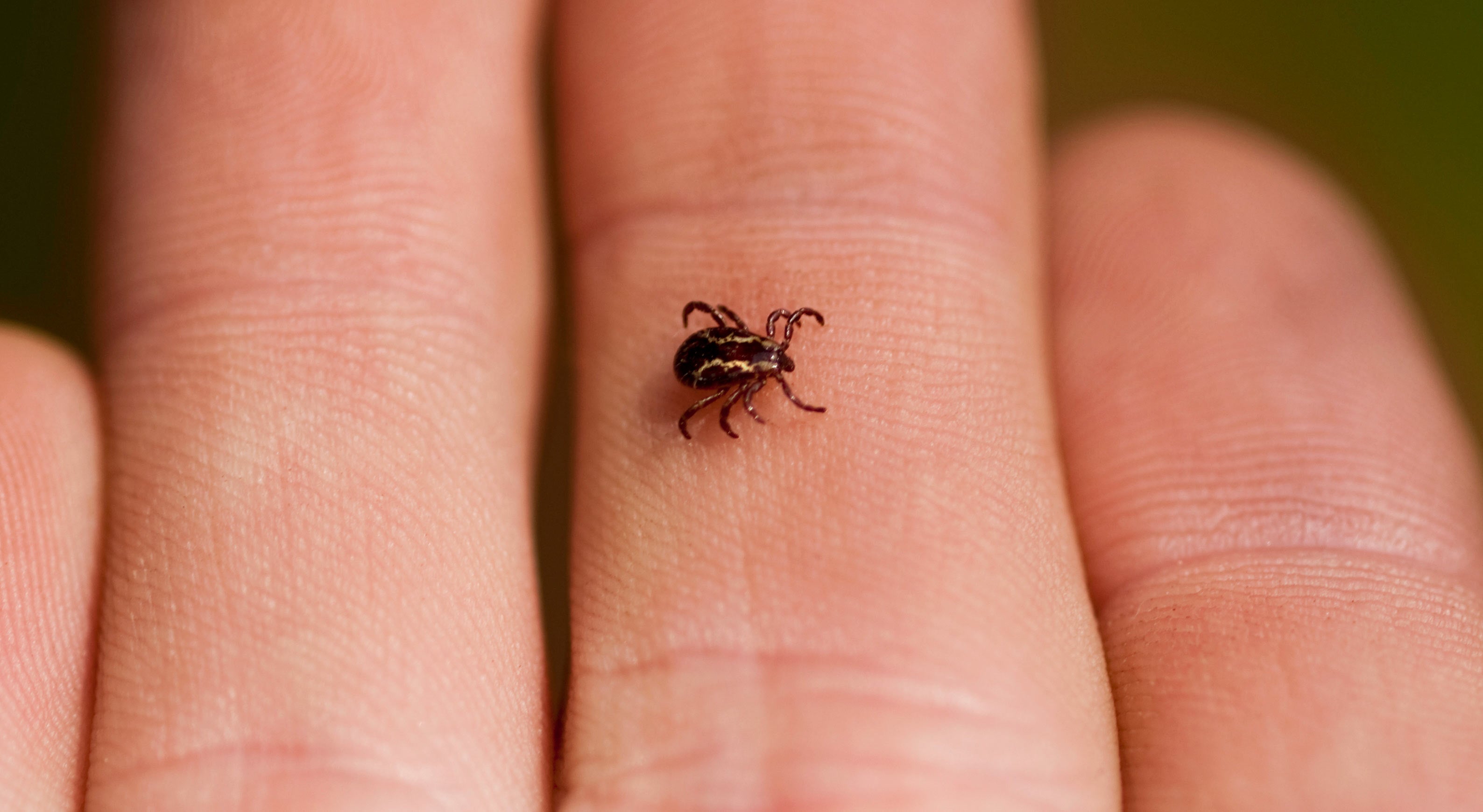 Ticks And What To Watch For When They Bite Norton Childrens